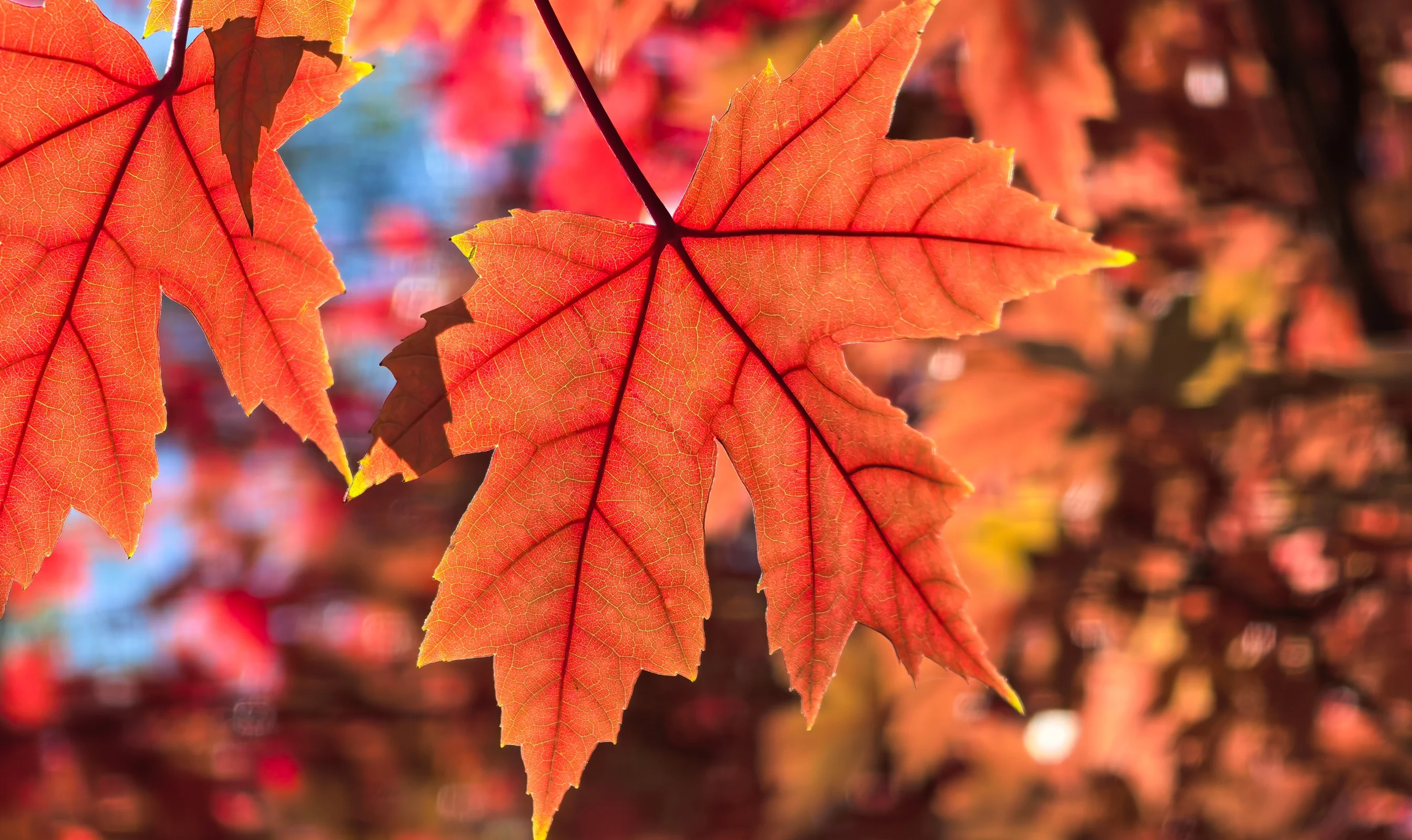 Technical principle of the red maple primary color camera capturing the environmental spectrum