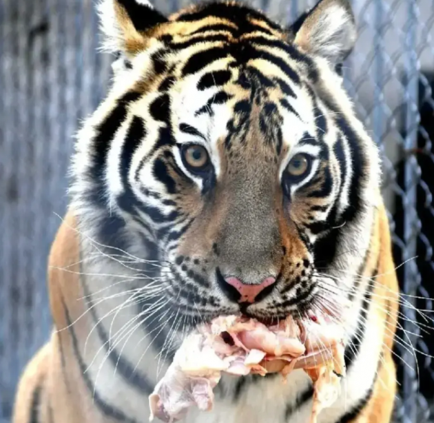 Multiple animals in Fuyang Wildlife Park died abnormally and illegally exhibited first-class protected animals